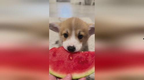 娱乐吃瓜酱小狗吉祥